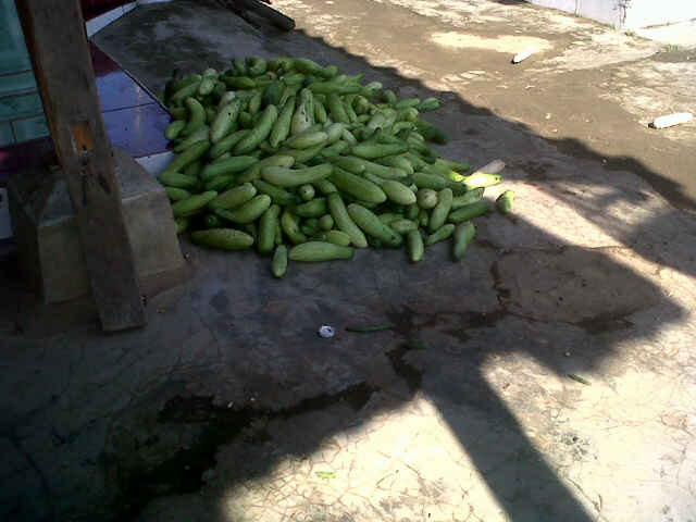 Panen Yupiter Buah Atas Masih Ok D Saguling